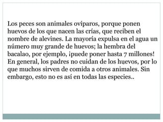 Los peces son animales ovíparos, porque ponen 
huevos de los que nacen las crías, que reciben el 
nombre de alevines. La m...