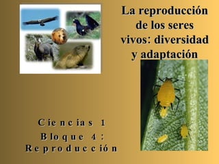 La reproducción de los seres vivos: diversidad y adaptación Ciencias 1 Bloque 4: Reproducción 