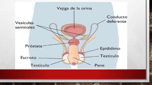 La reproducción en en los humanos
