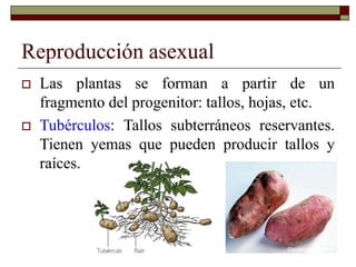 Reproducción asexual
 Las plantas se forman a partir de un
fragmento del progenitor: tallos, hojas, etc.
 Tubérculos: Tallos subterráneos reservantes.
Tienen yemas que pueden producir tallos y
raíces.
 