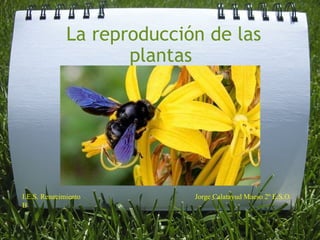 La reproducción de las plantas    I.E.S. Renacimiento Jorge Calatayud Maeso 2º E.S.O. B 