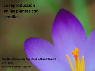 La reproducción
en las plantas con
semillas
Trabajo realizado por Ana López y Abigail Romero
1ºA- Bach
Mariano Baquero Goyanes
 