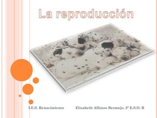 I.E.S. Renacimiento Elisabeth Alfonso Bermejo. 2º E.S.O. B 