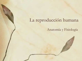 La reproducción humana Anatomía y Fisiología 