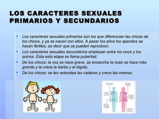 LOS CARACTERES SEXUALES PRIMARIOS Y SECUNDARIOS Los caracteres sexuales primarios son los que diferencian las chicas de los chicos, y ya se nacen con ellos. A pasar los años los aparatos se hacen fértiles, es decir que se pueden reproducir.  Los caracteres sexuales secundarios empiezan entre los once y los quince. Esta esta etapa se llama pubertad.  De los chicos: la voz se hace grave, se ensancha la nuez se hace más grande y le crece la barba y el bigote. De los chicas: se les redondea las caderas y crece las mamas. 