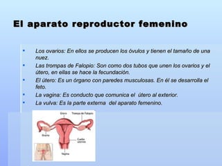 El aparato reproductor femenino Los ovarios: En ellos se producen los óvulos y tienen el tamaño de una nuez. Las trompas de Falopio: Son como dos tubos que unen los ovarios y el útero, en ellas se hace la fecundación. El útero: Es un órgano con paredes musculosas. En él se desarrolla el feto. La vagina: Es conducto que comunica el  útero al exterior. La vulva: Es la parte externa  del aparato femenino. 