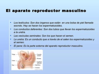 El aparato reproductor masculino Los testículos: Son dos órganos que están  en una bolsa de piel llamada escroto. Hay se hacen los espermatozoides. Los conductos deferentes: Son dos tubos que llevan los espermatozoides a la uretra. Las vesículas seminales: Son los que hacen el semen. La uretra: Es un conducto que a través de el salen los espermatozoides y el semen. El pene: Es la parte externa del aparato reproductor masculino. 