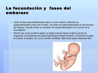 La fecundación y  fases del embarazo Cada 28 días aproximadamente sale un ovulo maduro. Mientras los espermatozoides suben por el útero. Ya están los espermatozoides en las trompas de Falopio. Cuando entran en contacto los espermatozoides con el ovulo es la fecundación. Ahorra ese ovulo se llama cigoto, el cigoto avanza hasta el útero cuando se engancha a la placenta una pared esponjosa se llama embrión. Al embrión le pasa la comida, la sangre, etc. por el cordón umbilical. Más tarde pasa a llamarse feto. 