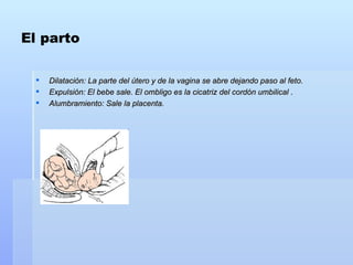 El parto Dilatación: La parte del útero y de la vagina se abre dejando paso al feto. Expulsión: El bebe sale. El ombligo es la cicatriz del cordón umbilical . Alumbramiento: Sale la placenta.  