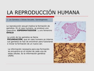 LA REPRODUCCIÓN HUMANA
1. Los Gametos o Células Sexuales. Gametogénesis
La reproducción sexual implica la formación de
gametos. En el caso humano, se produce uno
masculino: ESPERMATOZOIDE y uno femenino
ÓVULO
La unión de los gametos se llama
FECUNDACIÓN, que en caso humano es interna.
Los gametos se han de encontrar para fusionarse
e iniciar la formación de un nuevo ser.
La información necesaria para esa formación
se encuentra en el núcleo de cada una de
estas células. Es la información genética
(ADN)
 