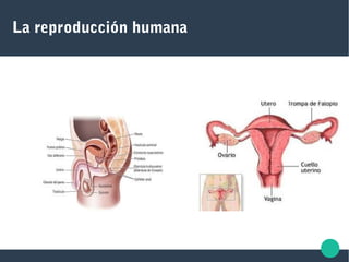 La reproducción humana
 
