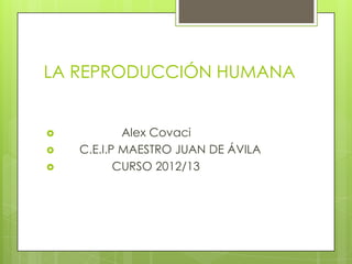 LA REPRODUCCIÓN HUMANA


           Alex Covaci
   C.E.I.P MAESTRO JUAN DE ÁVILA
          CURSO 2012/13
 