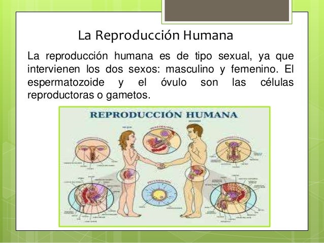La reproducción humana 1