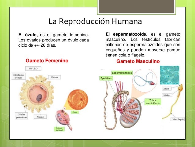 La reproducción humana 1