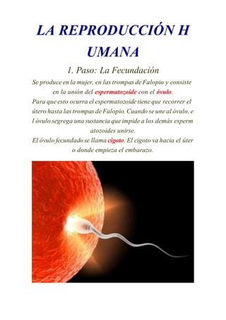 LA REPRODUCCIÓN H 
UMANA 
1. Paso: La Fecundación 
Se produce en la mujer, en las trompas de Falopio y consiste 
en la unión del espermatozoide con el óvulo. 
Para que esto ocurra el espermatozoide tiene que recorrer el 
útero hasta las trompas de Falopio. Cuando se une al óvulo, e 
l óvulo segrega una sustancia que impide a los demás esperm 
atozoides unirse. 
El óvulo fecundado se llama cigoto. El cigoto va hacia el úter 
o donde empieza el embarazo. 
 