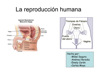 La reproducción humana Hecho por: -Mikel Segura -Andrea Heredia -Emely Cerón -Carlos Moya 