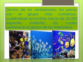 Dentro de los vertebrados, los peces
son
el
grupo
más
numeroso,
pudiéndose encontrar cerca de 25.000
especies
vivientes,
las
cuales
pertenece al grupo de los teleósteos.

 