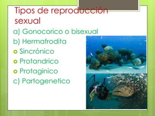 Tipos de reproducción
sexual
a) Gonocorico o bisexual
b) Hermafrodita
 Sincrónico
 Protandrico
 Protaginico
c) Partogenetico

 