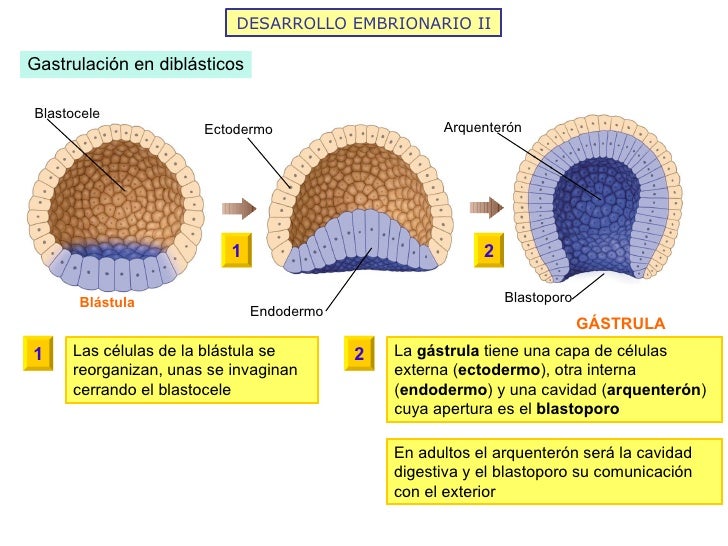 DESARROLLO EMBRIONARIO II Gastrulación en diblásticos GÁSTRULA Las células de la blástula se reorganizan, unas se invagina...