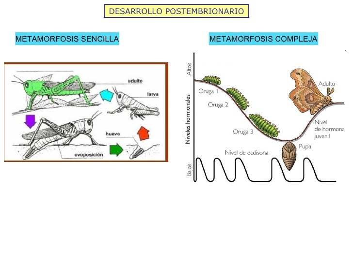 DESARROLLO POSTEMBRIONARIO METAMORFOSIS SENCILLA METAMORFOSIS COMPLEJA 