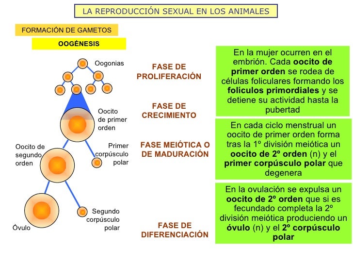 LA REPRODUCCIÓN SEXUAL EN LOS ANIMALES FORMACIÓN DE GAMETOS OOGÉNESIS Oogonias Oocito  de primer orden Oocito de segundo o...