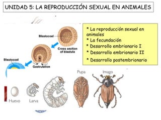 UNIDAD 5: LA REPRODUCCIÓN SEXUAL EN ANIMALES



                        * La reproducción sexual en
                        animales
                        * La fecundación
                        * Desarrollo embrionario I
                        * Desarrollo embrionario II
                        * Desarrollo postembrionario
 