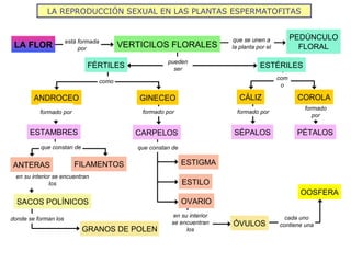 La reproducción sexual en plantas espermatofitas 2009 10