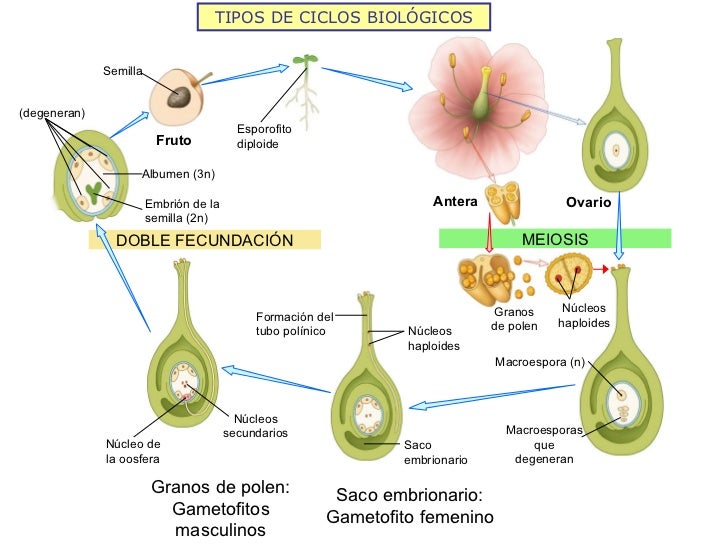 tipos de ciclos biológicos meiosis doble fecundación granos de polen tipos de ciclos biológicos meiosis doble fecundación granos de polen