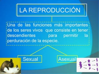  LA REPRODUCCIÓN  Una de las funciones más importantes de los seres vivos  que consiste en tener descendientes  para permitir la perduración de la especie.       Sexual Asexual 