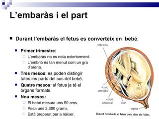 L’embaràs i el part Durant l’embaràs el fetus es converteix en  bebé. Primer trimestre : L’embaràs no es nota exteriorment. L’embrió és tan menut com un gra d’arena. Tres mesos : es poden distingir totes les parts del cos del bebé. Quatre mesos : el fetus ja té el òrgans formats. Nou mesos:  El bebé mesura uns 50 cms. Pesa uns 3.300 grams. Està preparat per a nàixer. 