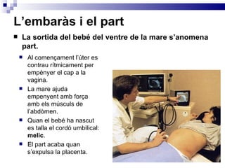 L’embaràs i el part La sortida del bebé del ventre de la mare s’anomena part. Al començament l’úter es contrau rítmicament per empènyer el cap a la vagina. La mare ajuda empenyent amb força amb els músculs de l’abdòmen. Quan el bebé ha nascut es talla el cordó umbilical:  melic . El part acaba quan s’expulsa la placenta. 