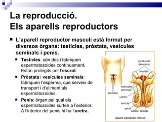 La reproducció.  Els aparells reproductors L’aparell reproductor masculí està format per diversos òrgans: testicles, pròstata, vesícules seminals i penis. Testicles : són dos i fabriquen espermatozoides contínuament. Estan protegits per l’ escrot . Pròstata  i  vesícules seminals : fabriquen l’esperma, que serveix de transport i d’aliment als espermatozoides. Penis : òrgan pel qual els espermatozoides surten a l’exterior. A l’interior del penis hi ha l’ uretra . conductes deferents penis escrot testicle testicle uretra vesícules seminals pròstata testicles 