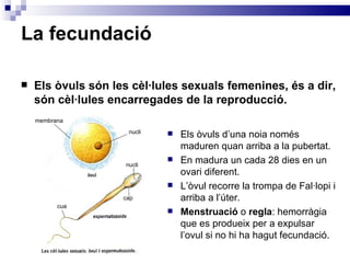La fecundació  Els òvuls són les cèl·lules sexuals femenines, és a dir, són cèl·lules encarregades de la reproducció. Els òvuls d’una noia només maduren quan arriba a la pubertat. En madura un cada 28 dies en un ovari diferent. L’òvul recorre la trompa de Fal·lopi i arriba a l’úter. Menstruació  o  regla : hemorràgia que es produeix per a expulsar l’ovul si no hi ha hagut fecundació. nucli nucli cap cua membrana 