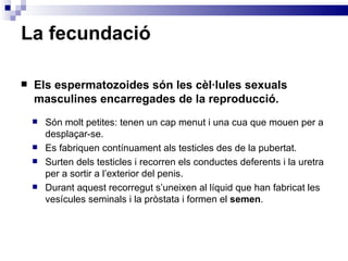 La fecundació Els espermatozoides són les cèl·lules sexuals masculines encarregades de la reproducció. Són molt petites: tenen un cap menut i una cua que mouen per a desplaçar-se. Es fabriquen contínuament als testicles des de la pubertat. Surten dels testicles i recorren els conductes deferents i la uretra per a sortir a l’exterior del penis. Durant aquest recorregut s’uneixen al líquid que han fabricat les vesícules seminals i la pròstata i formen el  semen . 