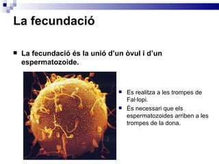 La fecundació La fecundació és la unió d’un òvul i d’un espermatozoide. Es realitza a les trompes de Fal·lopi. És necessari que els espermatozoides arriben a les trompes de la dona. 