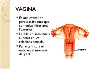VAGINAVAGINA
És una cavitat de
parets elàstiques que
comunica l’úter amb
l’exterior.
En ella s’hi introdueix
el penis en...