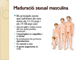 Maduració sexual masculinaMaduració sexual masculina
Els principals canvis
que sofreixen els nois
entre els 11-12 anys i
...
