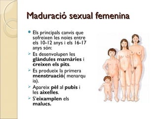 Maduració sexual femeninaMaduració sexual femenina
 Els principals canvis que
sofreixen les noies entre
els 10-12 anys i ...