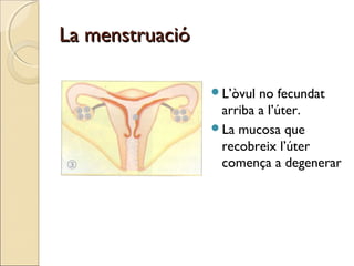 La menstruacióLa menstruació
L’òvul no fecundat
arriba a l’úter.
La mucosa que
recobreix l’úter
comença a degenerar
 