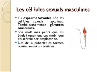 Les cèl·lules sexuals masculinesLes cèl·lules sexuals masculines
Els espermatozoides són les
cèl·lules sexuals masculines...