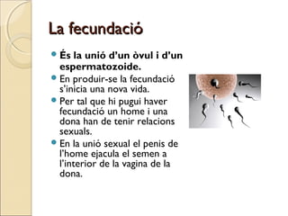 La fecundacióLa fecundació
És la unió d’un òvul i d’un
espermatozoide.
En produir-se la fecundació
s’inicia una nova vid...