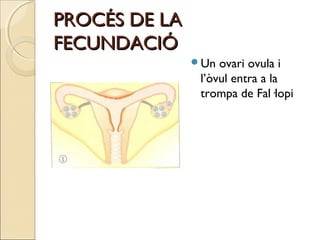PROCÉS DE LAPROCÉS DE LA
FECUNDACIÓFECUNDACIÓ
Un ovari ovula i
l’òvul entra a la
trompa de Fal·lopi
 