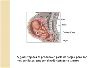 Algunes vegades es produeixen parts de natges, però són
més perillosos, tant per al nadó com per a la mare.
úter
fetus
Col...