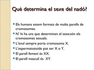 Què determina el sexe del nadó?Què determina el sexe del nadó?
Els humans estem formats de molts parells de
cromosomes.
...