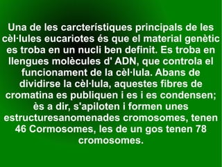 Una de les carcterístiques principals de les
cèl·lules eucariotes és que el material genètic
es troba en un nucli ben definit. Es troba en
llengues molècules d' ADN, que controla el
funcionament de la cèl·lula. Abans de
dividirse la cèl·lula, aquestes fibres de
cromatina es publiquen i es i es condensen;
ès a dir, s'apiloten i formen unes
estructuresanomenades cromosomes, tenen
46 Cormosomes, les de un gos tenen 78
cromosomes.
 