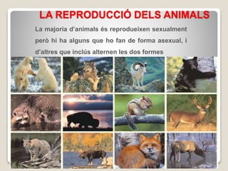 LA REPRODUCCIÓ DELS ANIMALS
La majoria d’animals és reprodueixen sexualment
però hi ha alguns que ho fan de forma asexual, i
d’altres que inclús alternen les dos formes
 