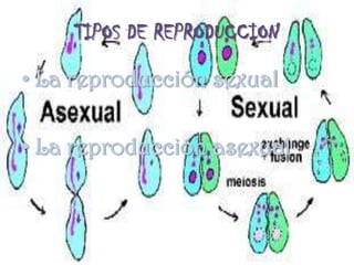 TIPOS DE REPRODUCCIONLa reproducción sexualLa reproducción asexual