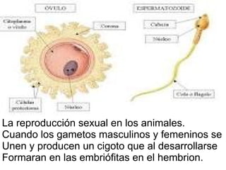 La reproducción sexual en los animales. Cuando los gametos masculinos y femeninos se Unen y producen un cigoto que al desarrollarse Formaran en las embriófitas en el hembrion. 