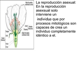 La reproducción asexual: En la reproducción  asexsual solo interviene un individuo  que por procesos mitológicos son capaces de crea un individuo completamente idéntico a el.  