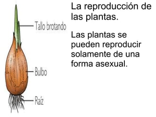 La reproducción de las plantas. Las plantas se pueden reproducir solamente de una forma asexual. 